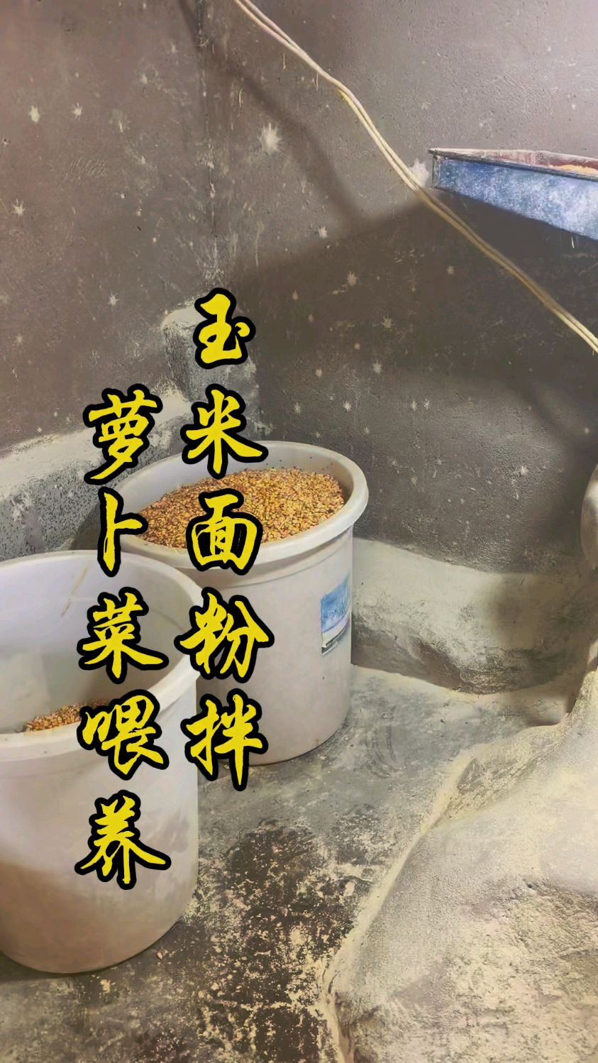 原生态养殖跑山鸡