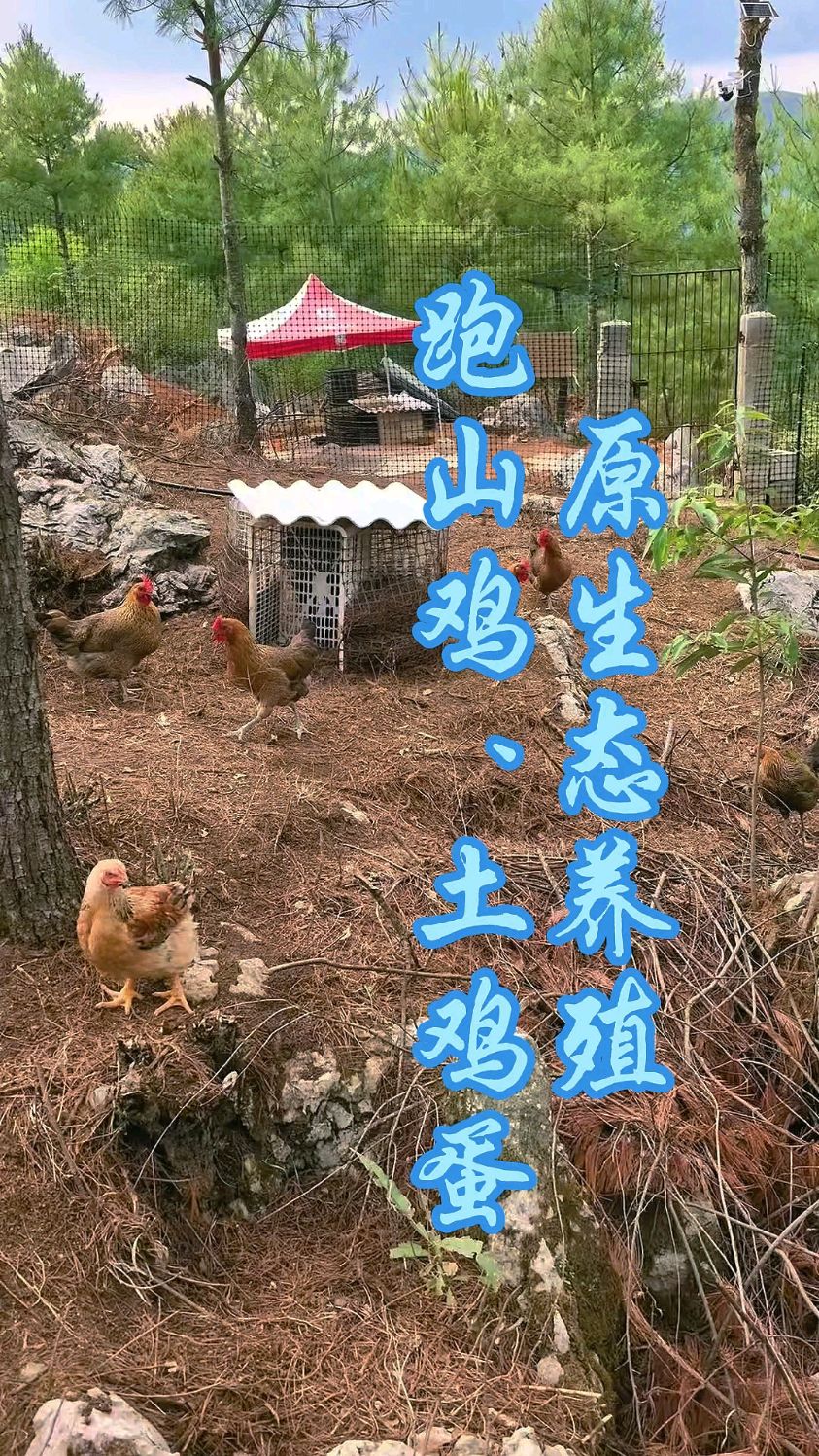 原生态养殖跑山鸡
