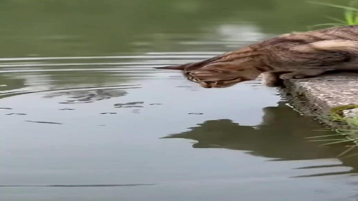 猫爪鱼 萌宠 搞笑动物 ()