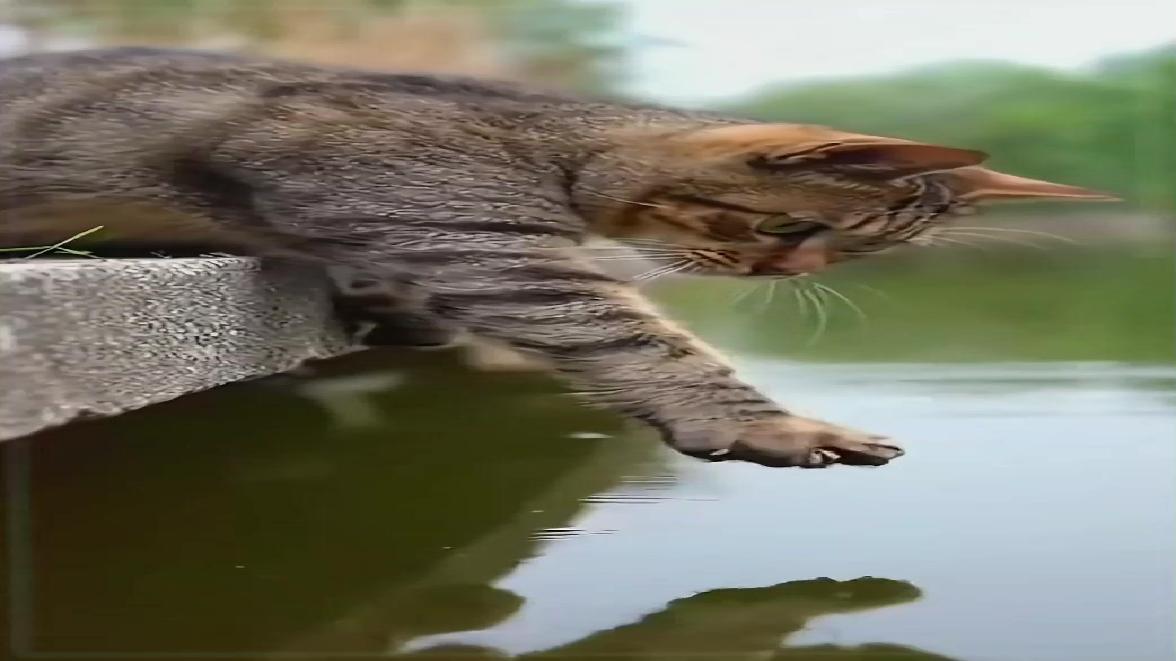 猫爪鱼 搞笑动物