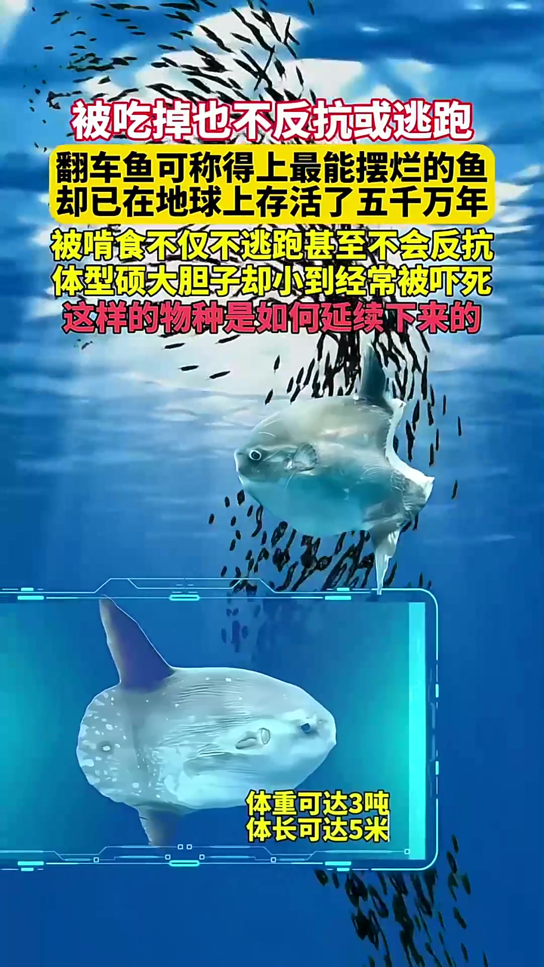  翻车鱼为何能在地球上生存5千万年的？