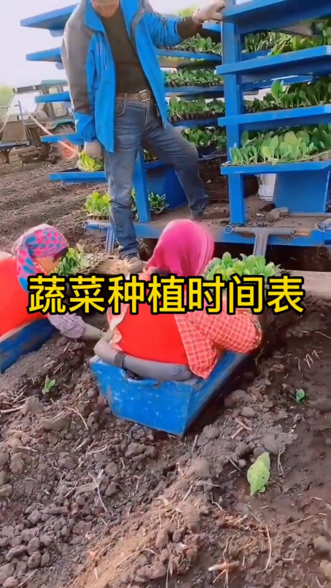 蔬菜种植时间表，