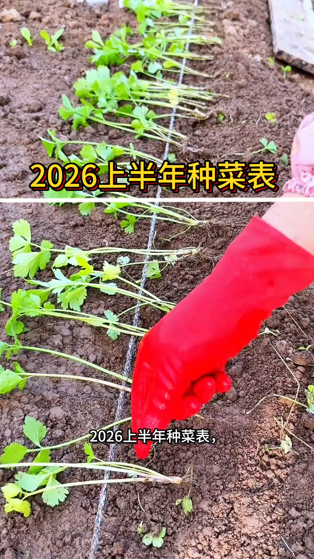 2026年上半年种菜时间表