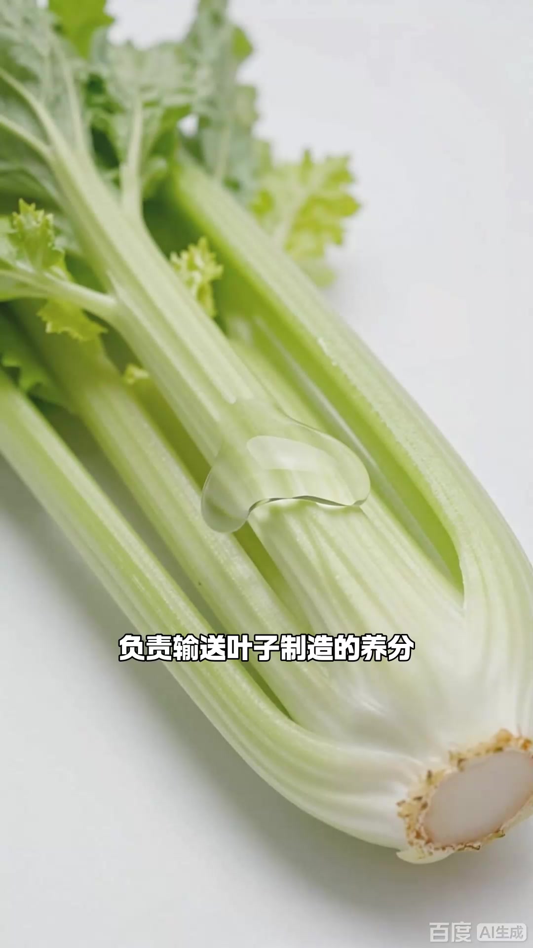 你不知道的冷知识：芹菜是叶柄_3