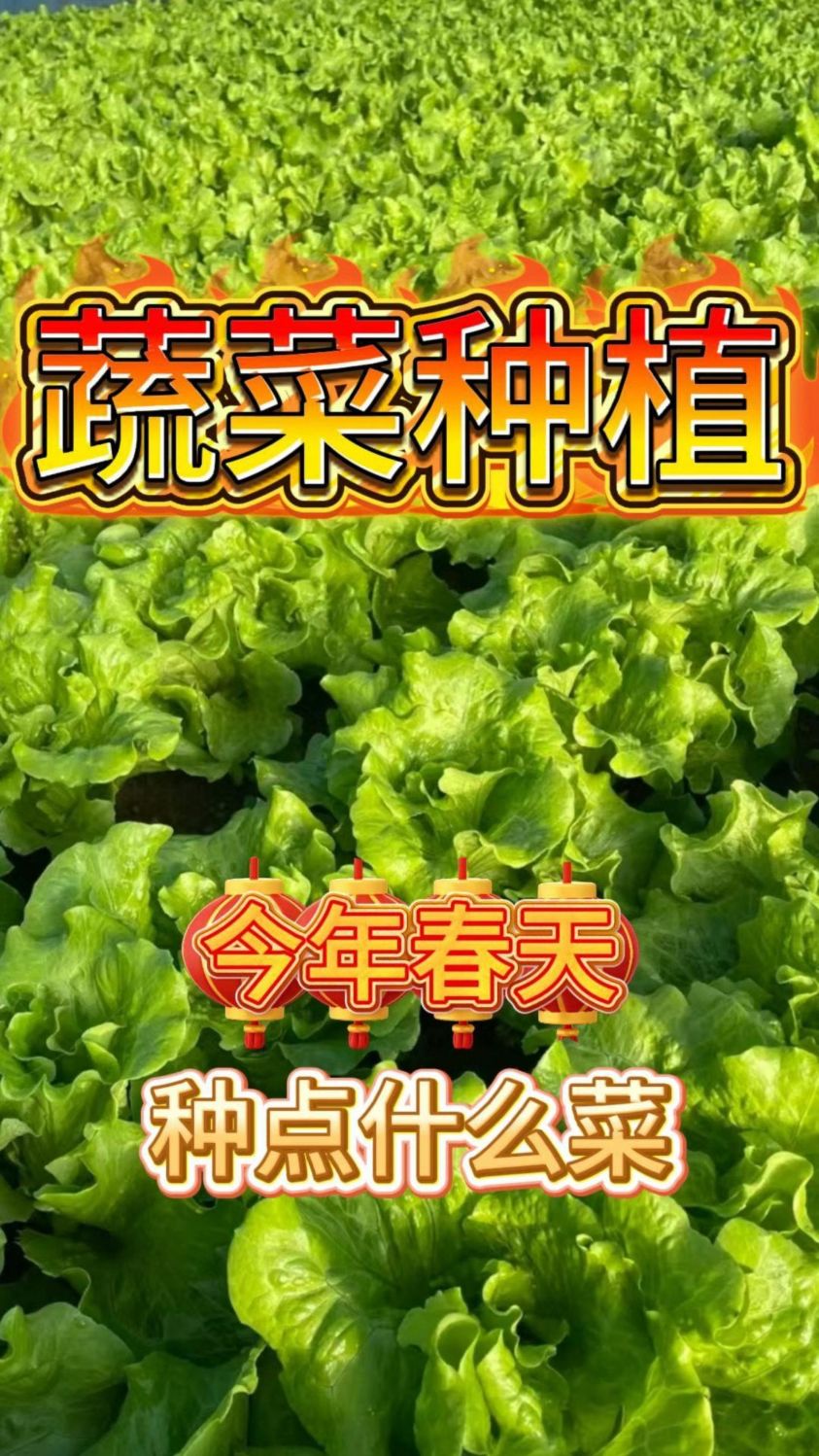 今年春天种点什么菜