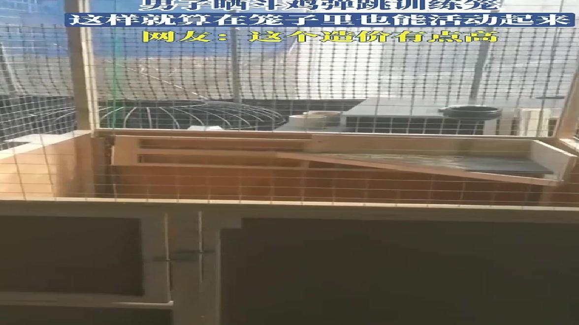 男子晒斗鸡弹跳训练笼，这样就算在笼子里也能活动起来