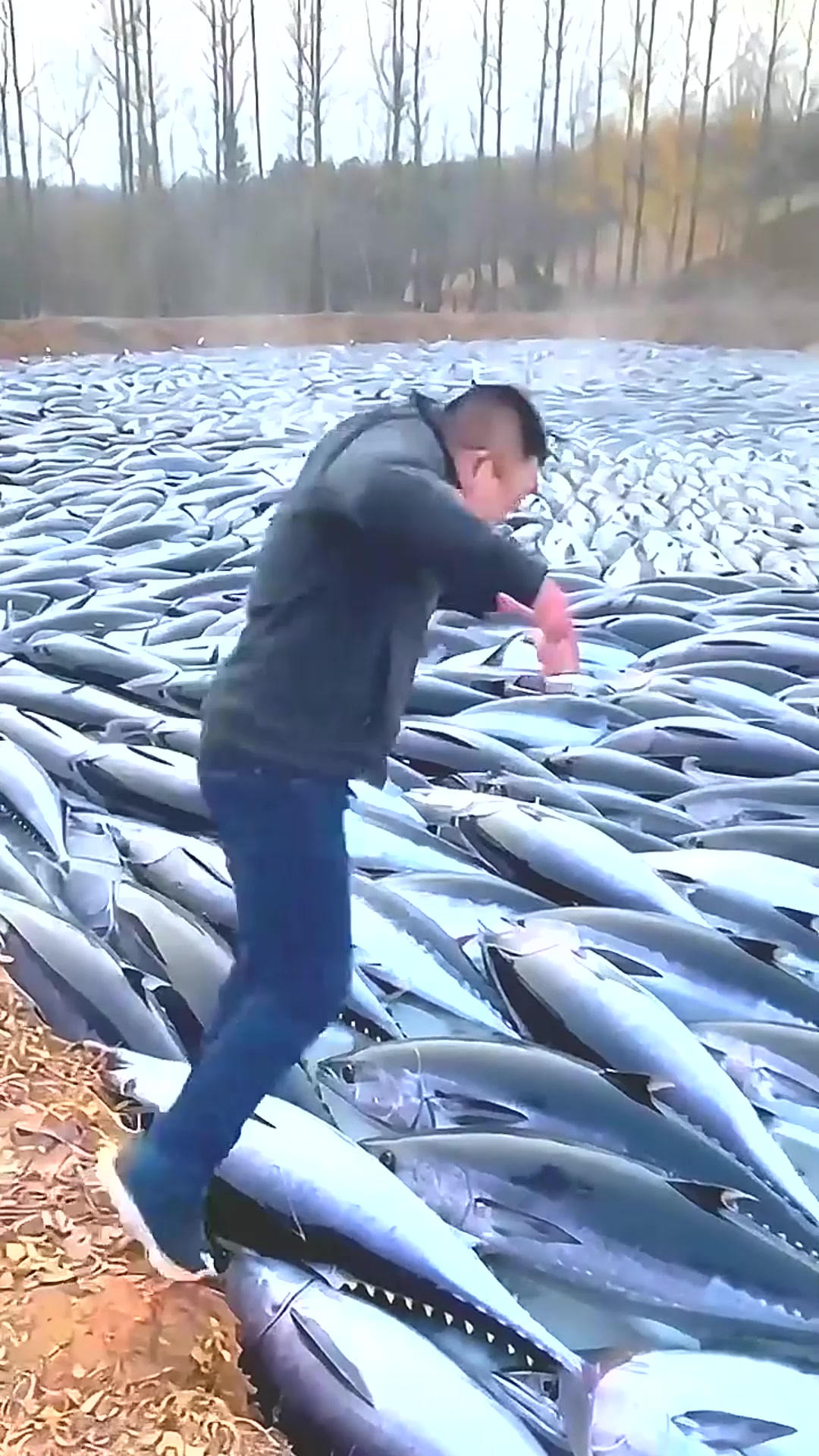怎么全是蓝鳍金枪鱼啊