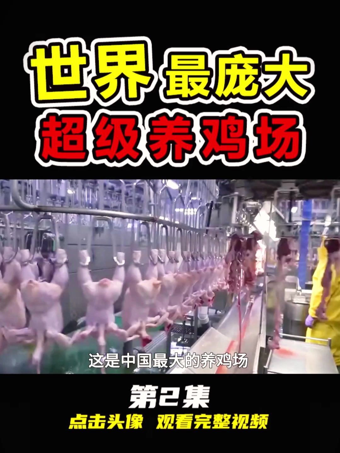 中国“最庞大”的养鸡场,每年养殖蛋鸡300万羽