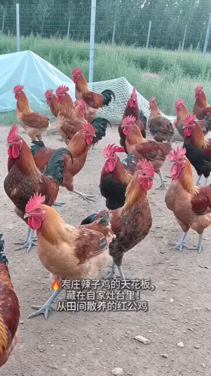舌尖上的美食——枣庄辣子鸡