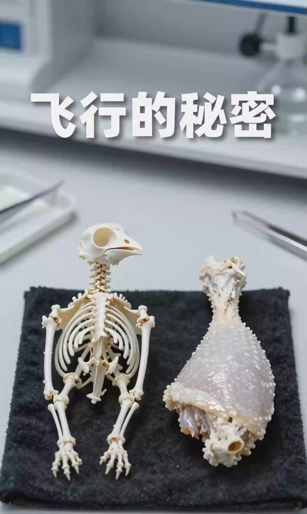 鸟类的骨骼特点，鸡腿骨和鸟骨轻重的对比。