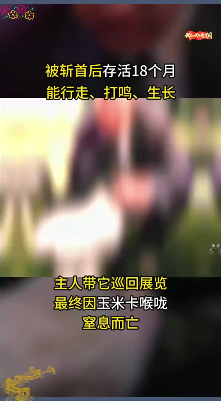 1945年美国无头鸡麦克，断头后活蹦乱跳18个月，甚至开启巡