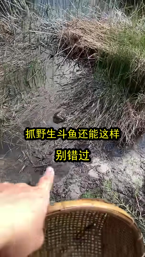 抓野生斗鱼还能这样?别错过!