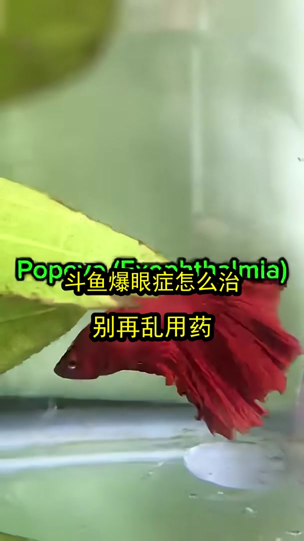 斗鱼爆眼症怎么治?别再乱用药!