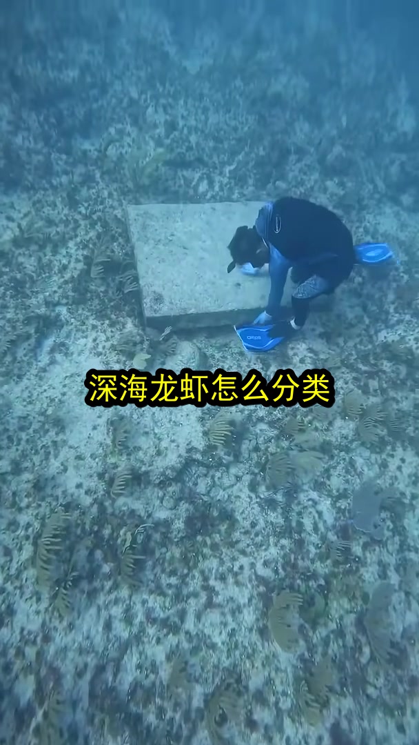 深海龙虾怎么分类？