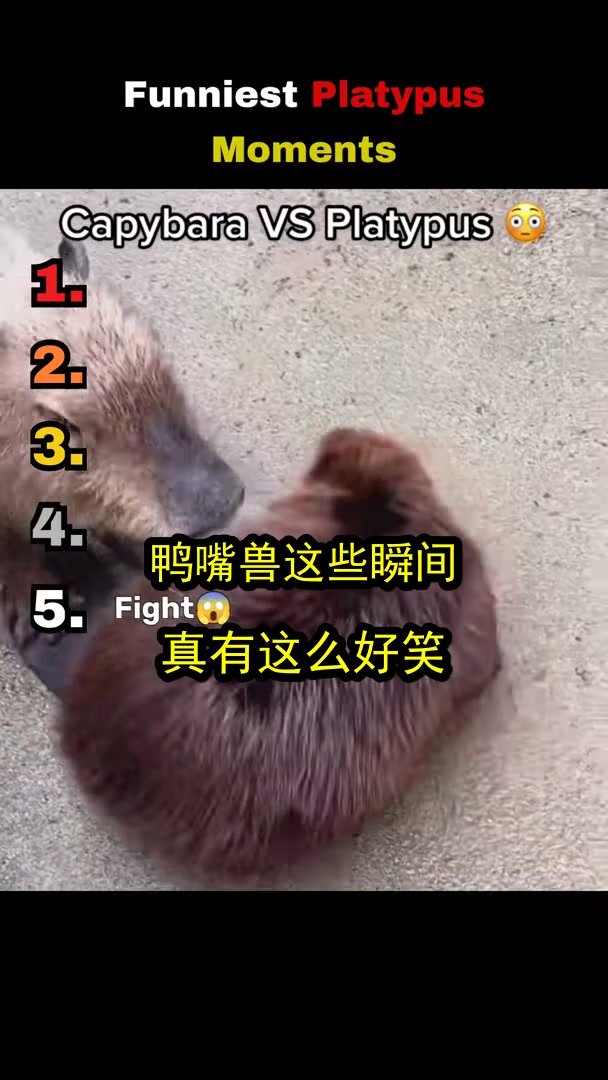 鸭嘴兽这些瞬间,真有这么好笑?