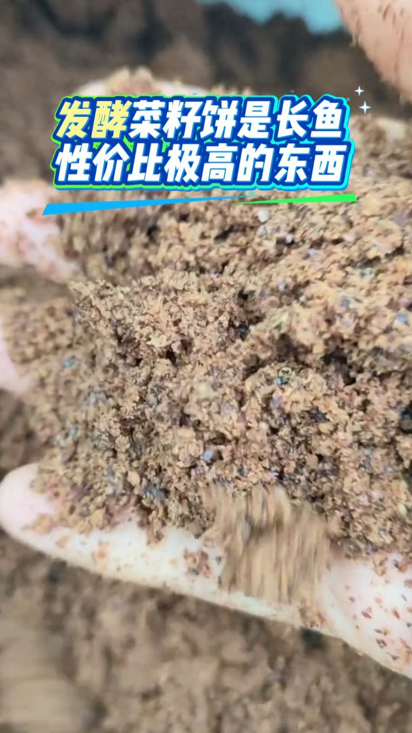 发酵菜籽饼是长鱼非常快性价比极高的东西#发酵菜籽饼#低成本养鱼