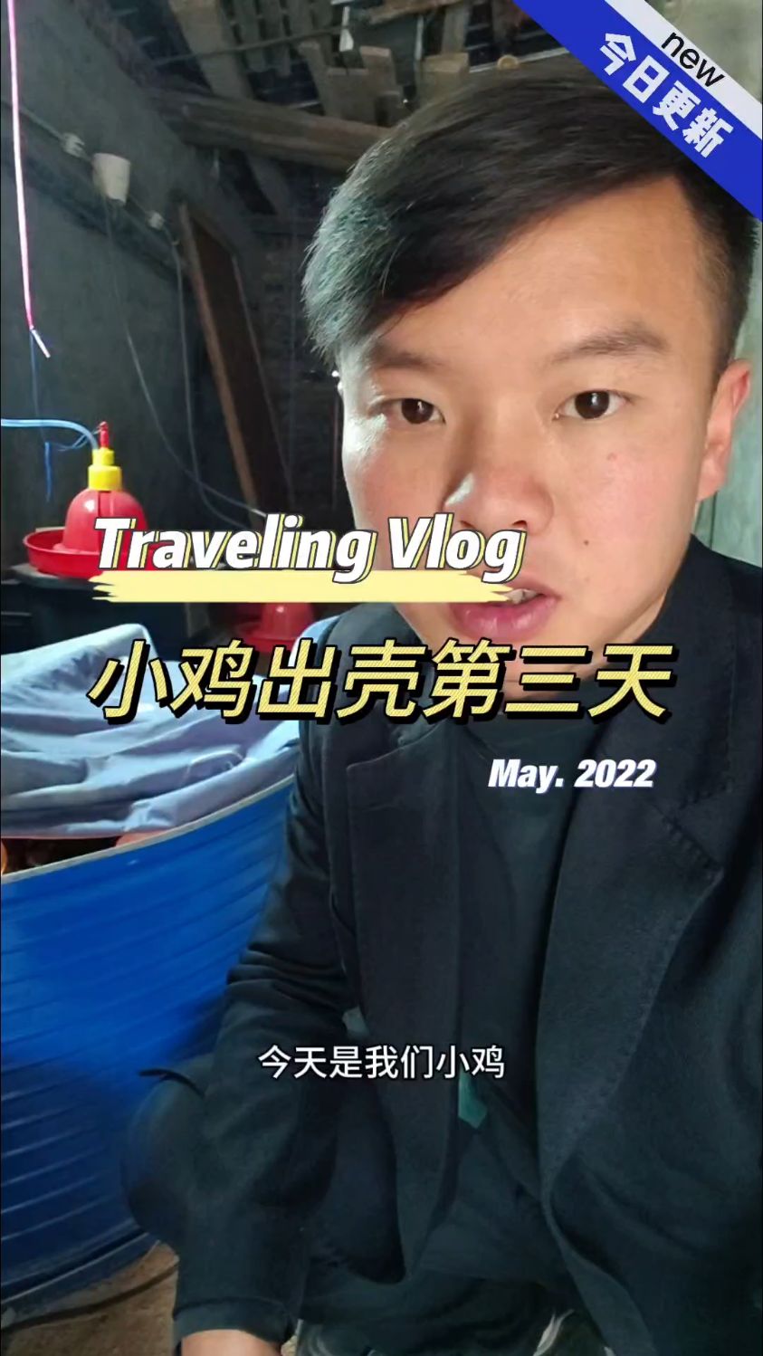 小鸡孵化出壳第三天 #记录我的养鸡生活 #农村原生态散养土鸡