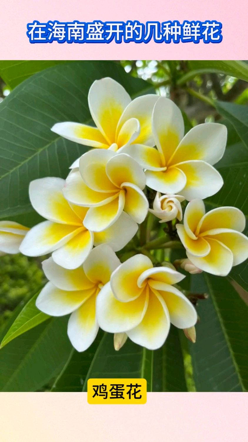 在海南盛开的几种鲜花#旅行见闻#海南热带植物