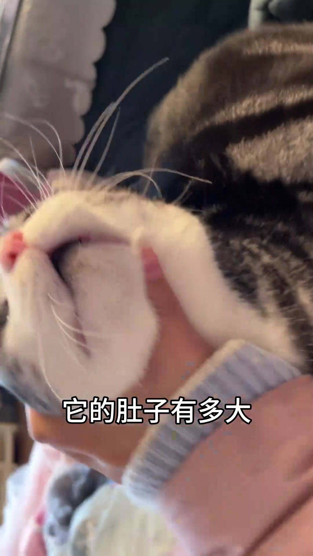 小猫猫怎么会这么可爱