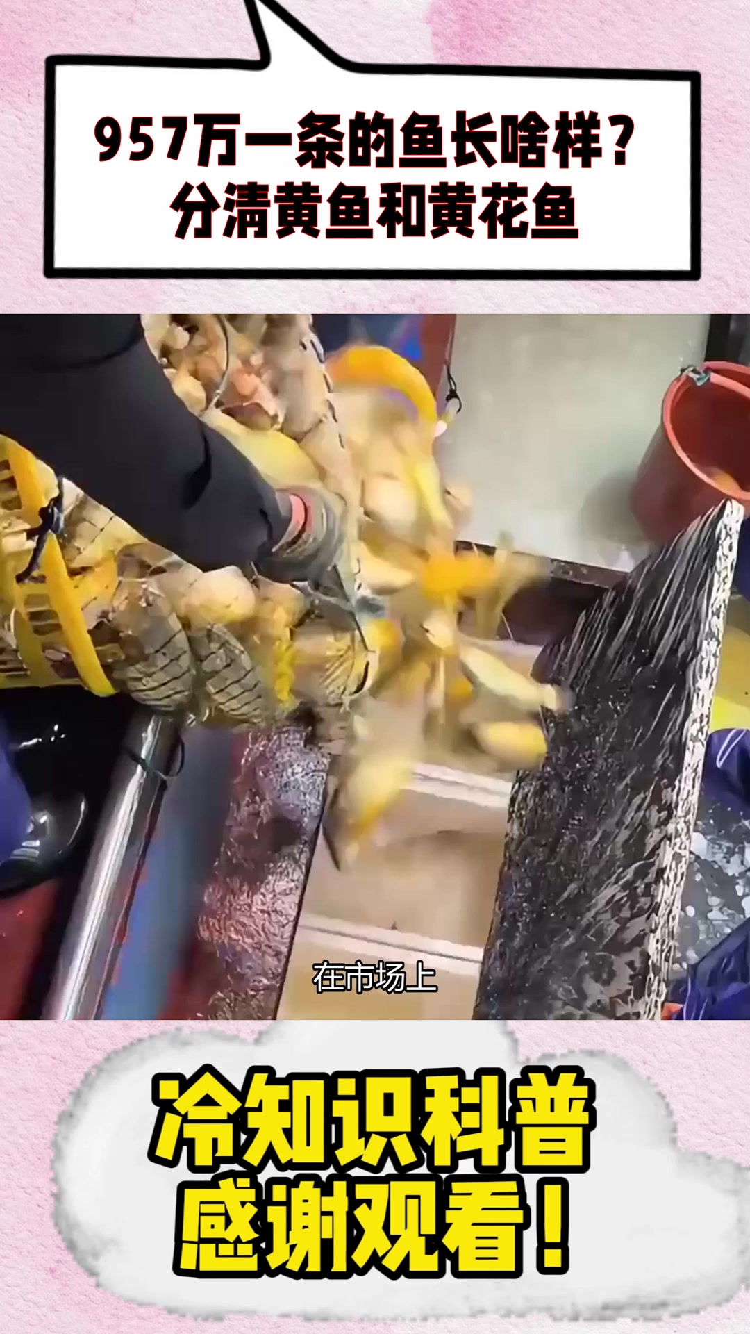 957万一条的鱼长啥样?分清黄鱼和黄花鱼