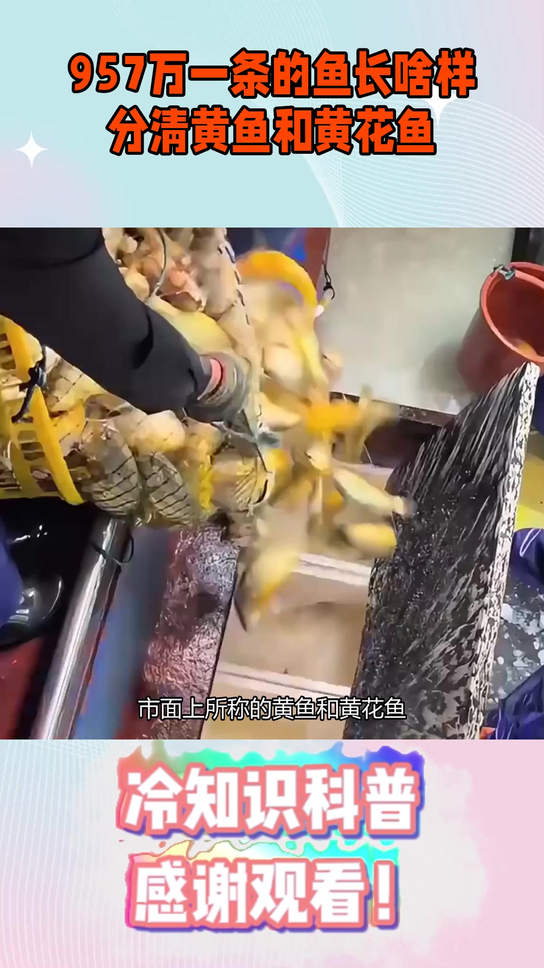 957万一条的鱼长啥样？分清黄鱼和黄花鱼