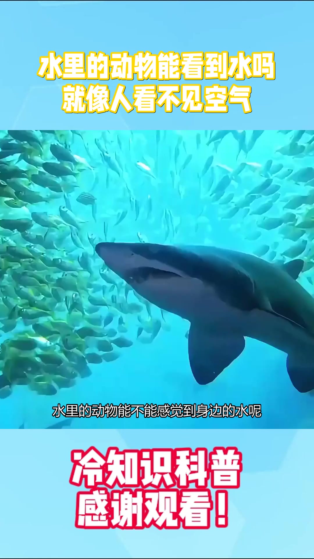 水里的动物能看到水吗？就像人看不见空气