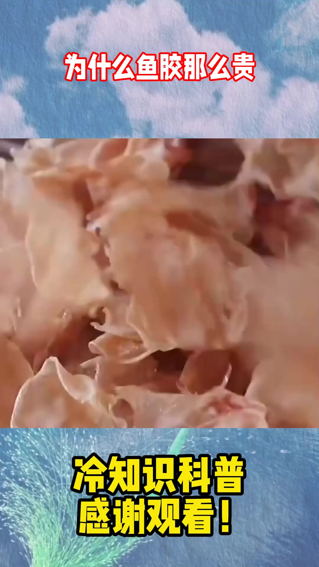 为什么鱼胶那么贵？