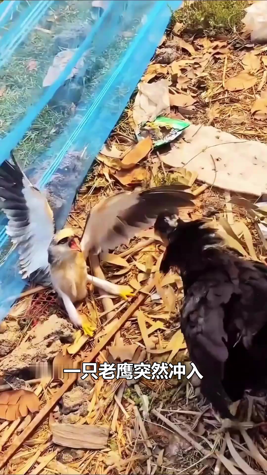 母鸡为护崽勇斗老鹰,母爱力量震撼全场!
