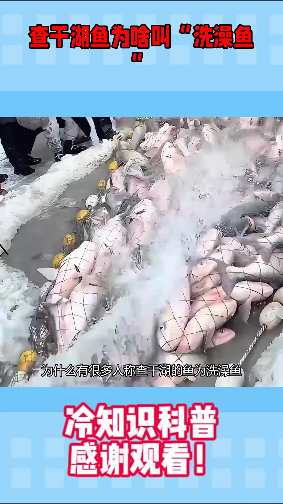 查干湖鱼为啥叫“洗澡鱼”？年产数百万斤大鱼被质疑