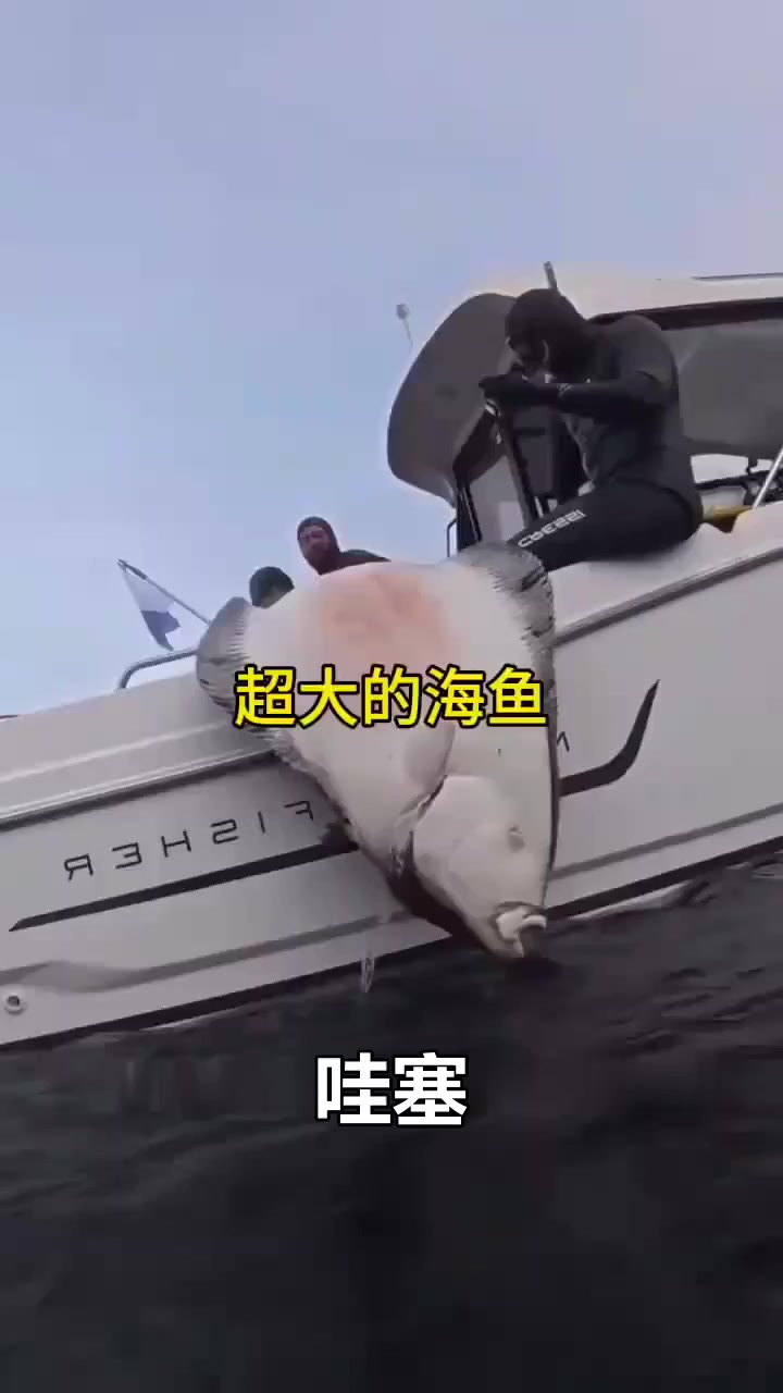 海钓惊魂！男子钓到百公斤巨型比目鱼，这鱼也太大了吧！
