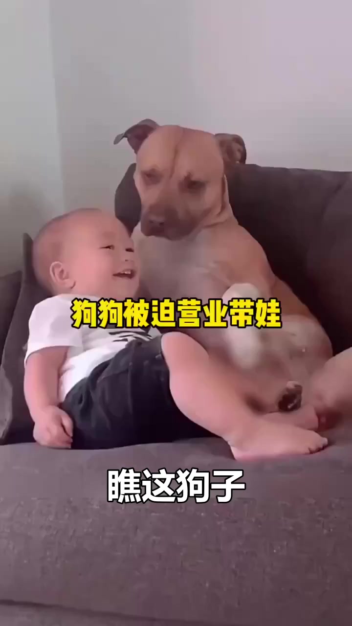 狗狗带娃日常:表情包上线,这狗生太难了!