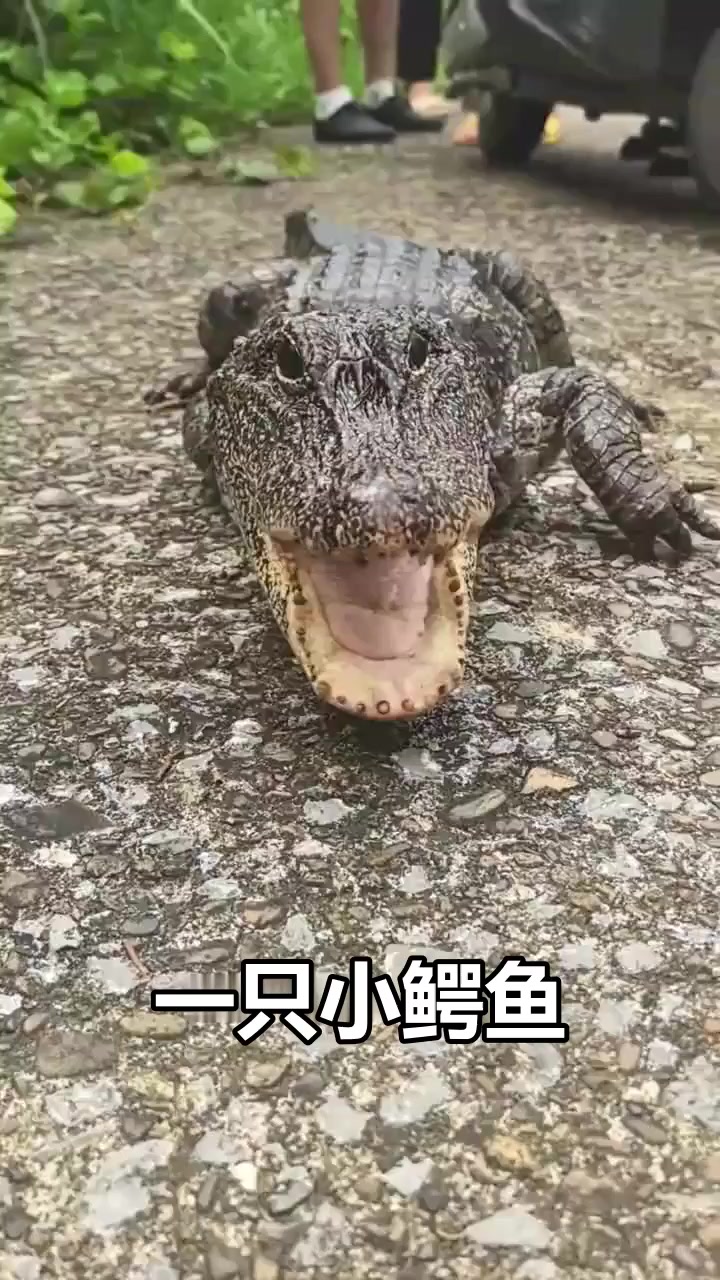 野外偶遇小鳄鱼：张开大嘴打哈欠，露出粉嫩口腔萌翻了！