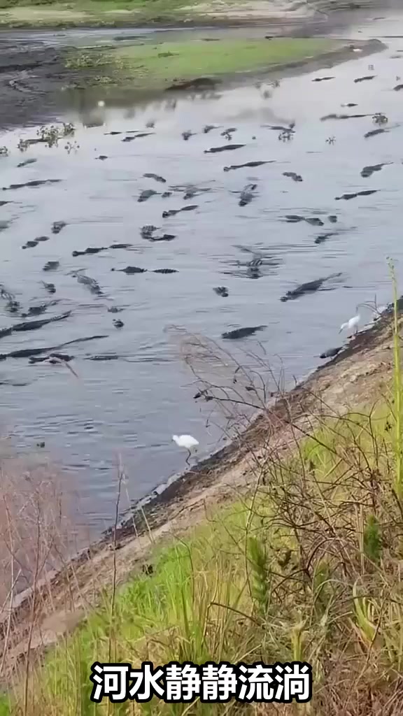 鳄鱼群出没！白鹭竟在岸边淡定散步，这画面太惊险！