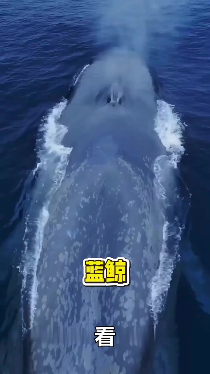 蓝鲸的身体构造太逆天！心脏能装人，肺活量惊人，捕食方式独特！