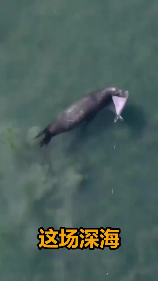 深海猎杀时刻：海狮展现顶级捕食技巧，刺魟难逃致命一击