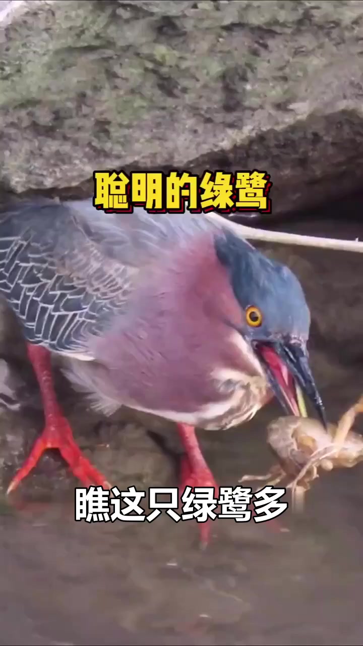 鸟界钓鱼大师!这只绿鹭不仅会卸虾钳,还会用面包钓鱼?