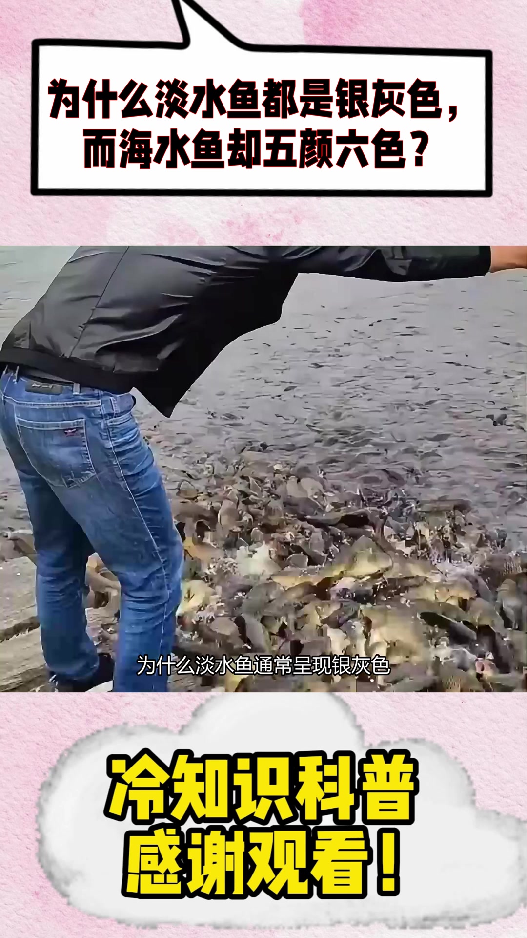 为什么淡水鱼都是银灰色，而海水鱼却五颜六色？