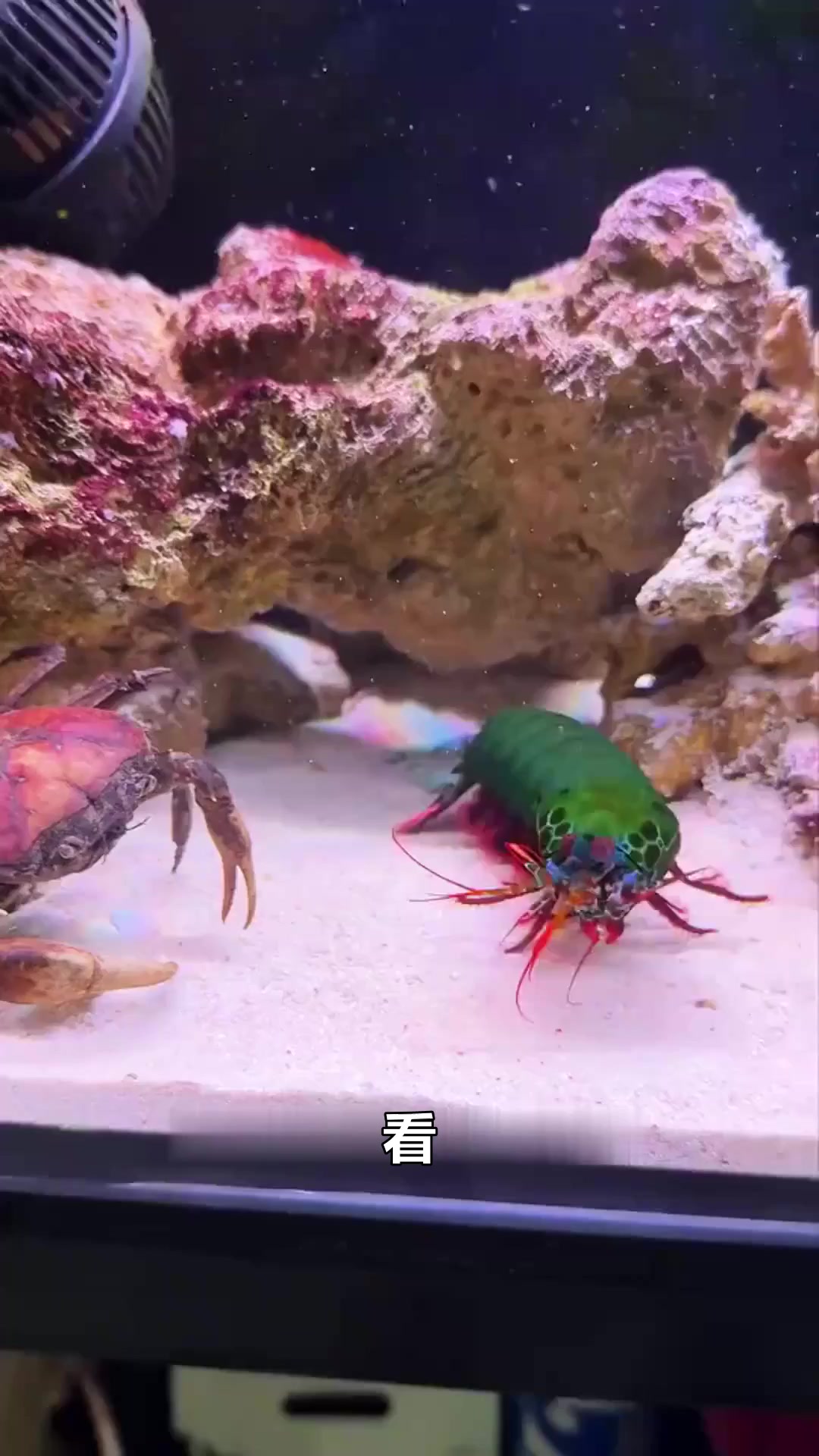 螳螂虾PK螃蟹，一招制敌，看谁才是水族箱霸主！