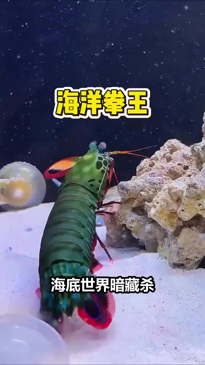 海底拳王雀尾螳螂虾，一拳击碎坚硬外壳，连螃蟹都难逃一劫！