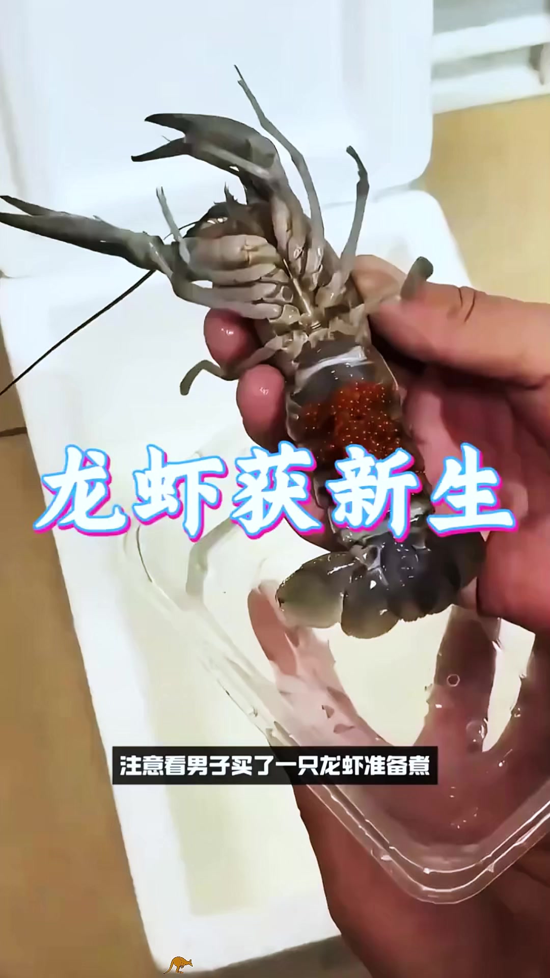 原本只有一只龙虾，现在已经变成了一个大家庭