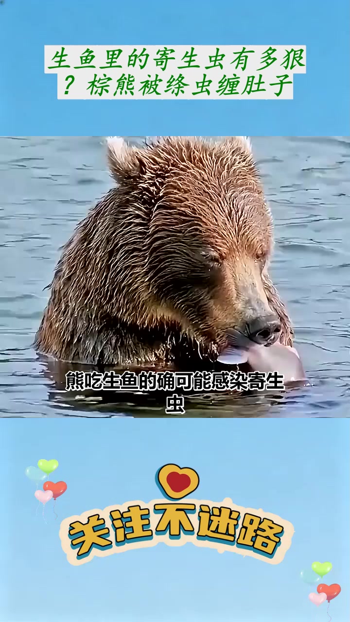 生鱼里的寄生虫有多狠？棕熊被绦虫缠肚子