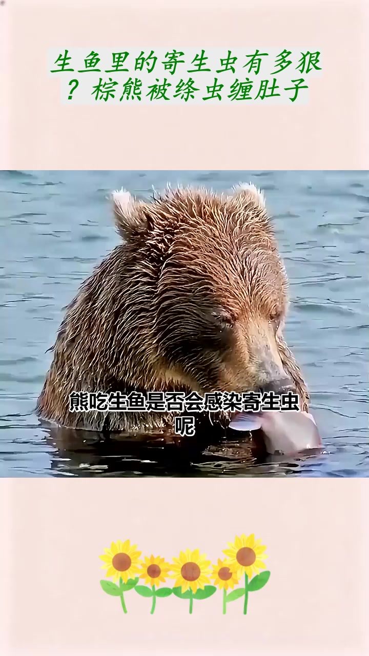 生鱼里的寄生虫有多狠？棕熊被绦虫缠肚子