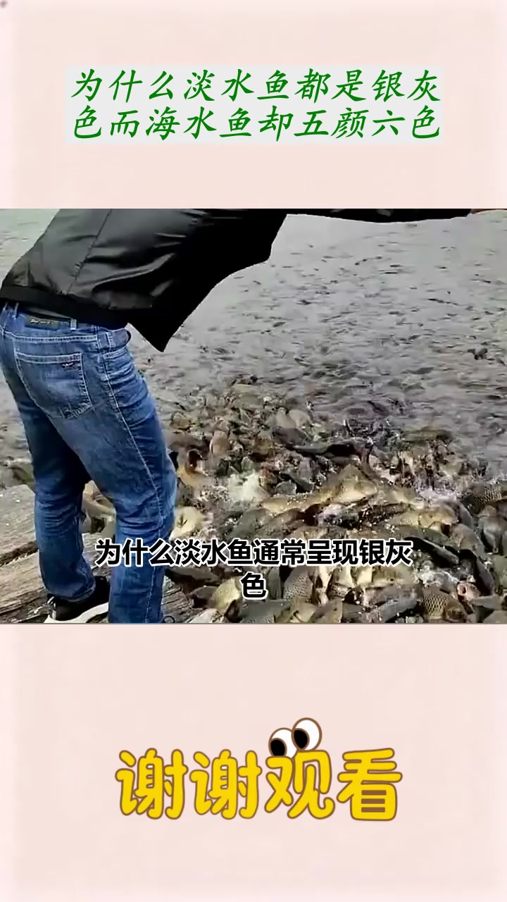为什么淡水鱼都是银灰色而海水鱼却五颜六色