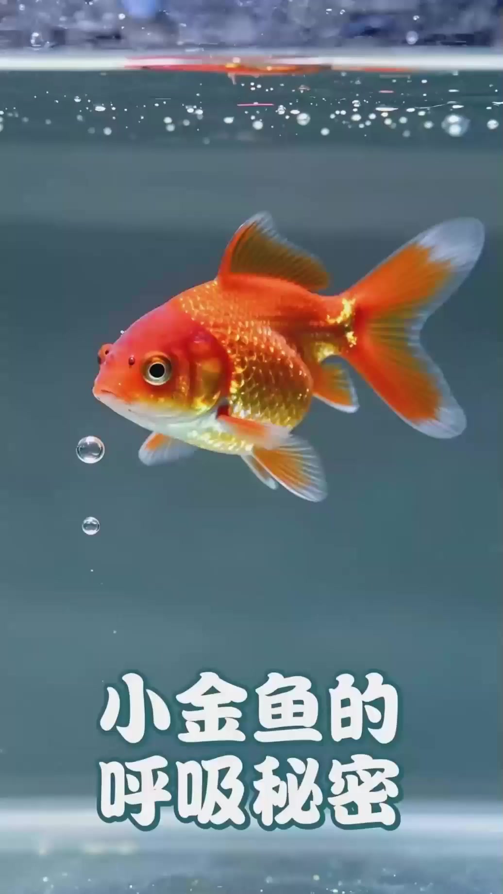《小金鱼》吐泡泡：用鳃呼吸水中氧！