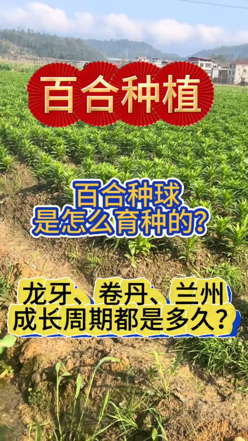 百合生长周期是多久