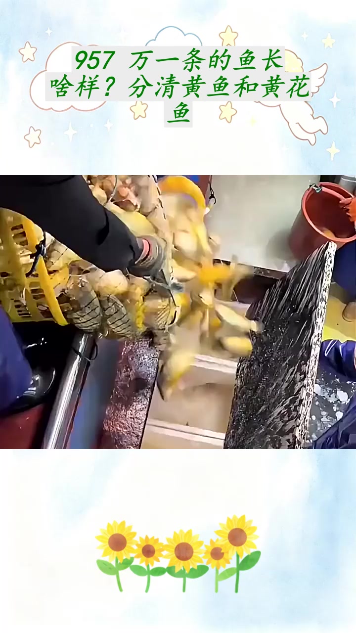 957 万一条的鱼长啥样？分清黄鱼和黄花鱼