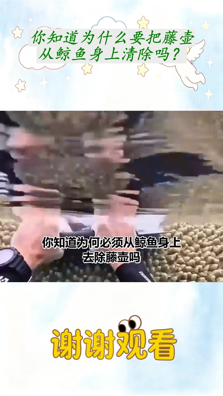 你知道为什么要把藤壶从鲸鱼身上清除吗？
