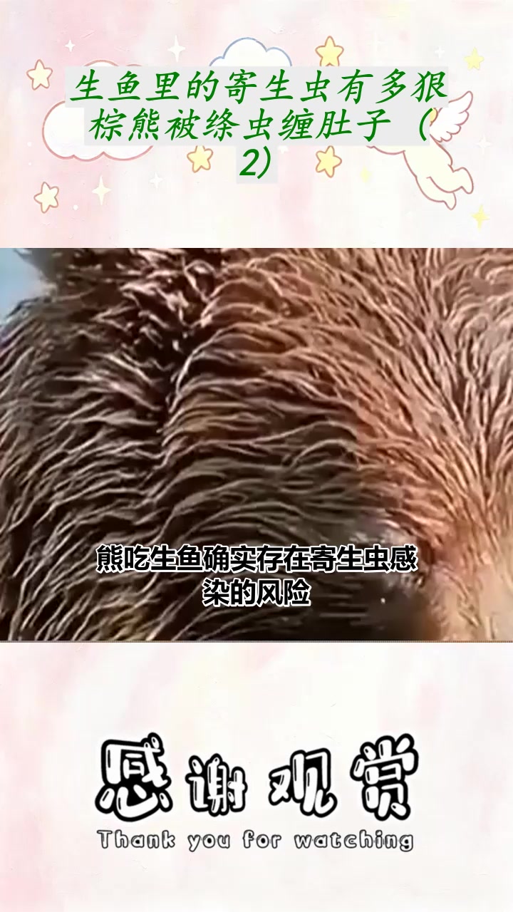 生鱼里的寄生虫有多狠棕熊被绦虫缠肚子 (2)