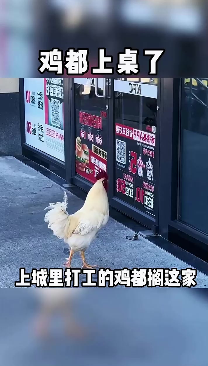 公鸡我媳妇说到肯德基打工了