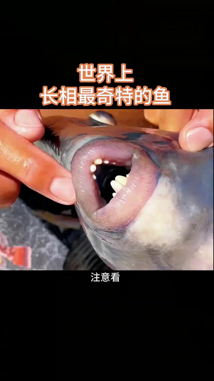 世界上长相最奇特的鱼